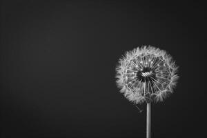 ai généré monochrome photo de une pissenlit contre une noir ciel. copie espace