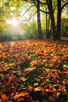 d'or l'automne tomber octobre dans célèbre Munich se détendre endroit jardin anglais. Munich, Bavière, Allemagne photo