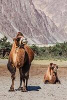 chameau dans nubra vally, Ladakh photo