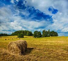 foins balles sur champ photo