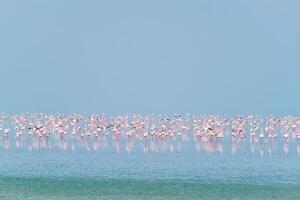 rose flamant des oiseaux à sambhar sel Lac dans rajasthan. Inde photo