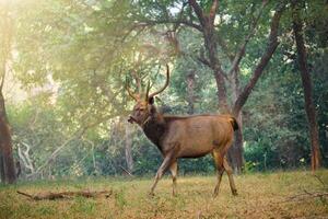 Masculin Sambar rusa unicolore cerf dans forêt de ranthambore nationale parc, rajasthan, Inde photo