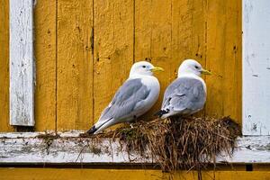 mouette oiseau proche en haut photo