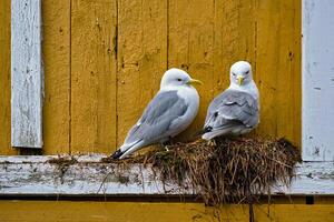 mouette oiseau proche en haut photo