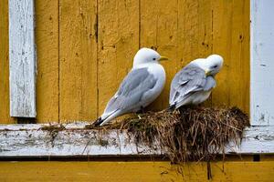 mouette oiseau proche en haut photo