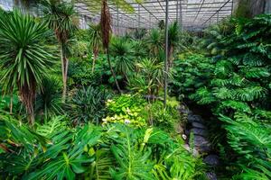 le du froid maison estufa fria est une serre avec jardins, les étangs, les plantes et des arbres dans Lisbonne, le Portugal photo