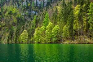 arbres verts reflétant dans le lac photo