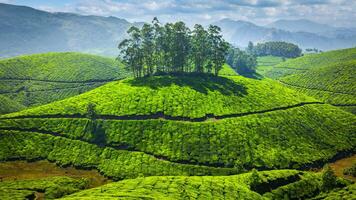 vert thé plantations dans Inde photo