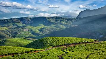 vert thé plantations dans Inde photo