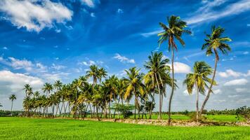 Riz bouchent, Inde photo