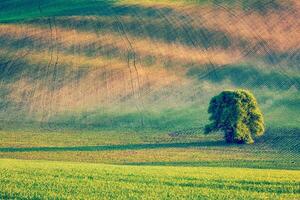 solitaire arbre dans rouler des champs photo