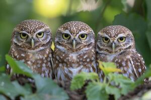 ai généré Trois creuser chouettes athene cunicularia dans la nature photo