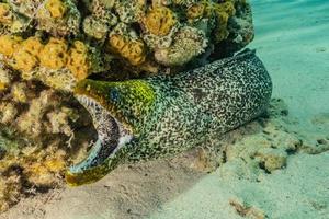 murène mooray lycodontis undulatus dans la mer rouge, eilat israël photo