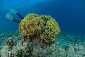 récif de corail et plantes aquatiques dans la mer rouge, eilat israël photo