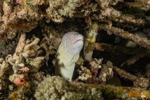 murène mooray lycodontis undulatus dans la mer rouge, eilat israël photo