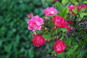 vibrant rose des roses Floraison au milieu de luxuriant verdure, capturer le essence de une serein jardin photo
