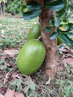 croissant cujete, communément connu comme le calebasse arbre, ours grand, sphérique des fruits cette sont souvent utilisé dans traditionnel artisanat et comme conteneurs pour divers fins. photo