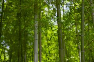 vert bambou feuilles dans Japonais forêt dans printemps ensoleillé journée photo