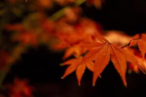 un illuminé rouge feuilles à le traditionnel jardin à nuit dans l'automne proche en haut photo