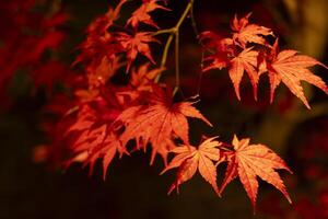 un illuminé rouge feuilles à le traditionnel jardin à nuit dans l'automne proche en haut photo