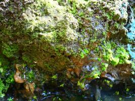 vert mousse sur humide sol près une trou d'eau dans un verger photo