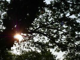 silhouettes de branches, feuilles, et des arbres pris de un élevé angle de le sol à le ciel et lumière du soleil a été vu par le lacunes entre le branches photo