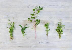 divers les types de mauvaises herbes sur le en bois table photo