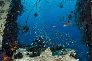 les poissons nagent dans la mer rouge, poissons colorés, eilat israël photo