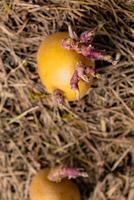 semis patates sur le sol sur paillis, tubercule germer, solanum tubéreuse photo