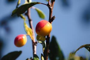 mirabelle prunes dans un verger, lorraine Jaune or, Metz, Nancy, prunus domestica photo