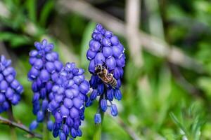 vipère arc, Souris jacinthe ou grain de raisin jacinthe bleu et violet dans une jardin à printemps, muscari arméniacum photo