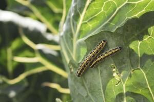 proche en haut de chou blanc les chenilles en mouvement sur une vert chou feuille. Pieris brassicae photo