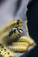 proche en haut de chou blanc les chenilles en mouvement sur une rouge chou feuille. Pieris brassicae photo