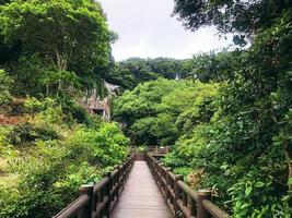 pont en bois dans une forêt de montagne de l'île de jeju. Corée du Sud photo