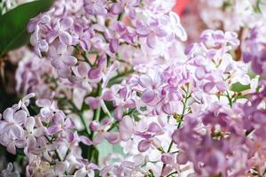 Frais magnifique lilas fleurs sur corail Contexte. photo