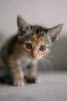 une chaton avec une noir nez et marron et Orange fourrure est à la recherche à le caméra photo