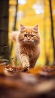 ai généré un Orange chat en marchant par le les bois. ai généré image. pro photo