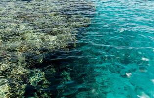 sous l'eau récif sur le rouge mer avec coraux photo