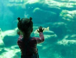 peu fille en train de regarder des poissons dans une grand aquarium dans le océanopole, Brest, France 31 mai 2108 photo