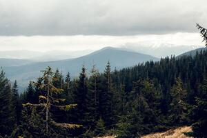 paysage dans montagnes Carpates Ukraine photo