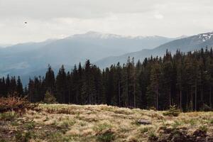 paysage dans montagnes Carpates Ukraine photo