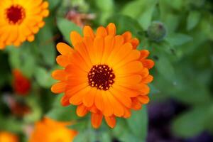 Haut vue de une magnifique été fleur. Orange fleur de calendula officinale. photo