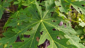 une grand vert feuille Papaye photo