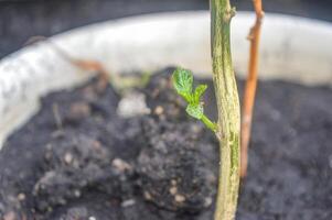 une le Chili plante tirer, Indonésie photo