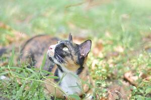 mon chat sur le herbe. photo