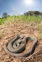 bleu coureur, coluber constricteur photo