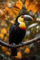 ai généré toucan sur branche dans foncé et Orange tons photo