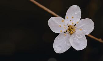 printemps Cerise épanouissement avec pluie gouttes floue bokeh lumière arrière-plan, unique blanc Sakura fleurs avec rêveur dans soir, image magnifique la nature scène avec épanouissement printemps fleur photo