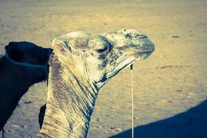 arabe chameau ou dromadaire aussi appelé une à une seule bosse chameau dans le Sahara désert, Douz, Tunisie photo