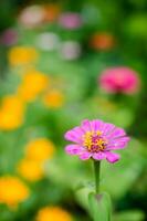 zinnia proche en haut photo